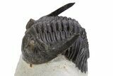 Curled Hollardops Trilobite Fossil - Ofaten, Morocco #301941-3